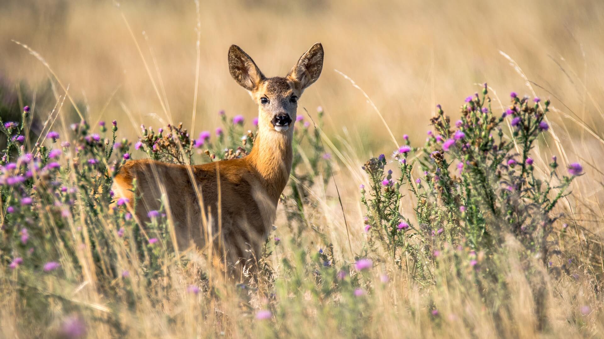 The Missouri Department of Conservation Reminds Hunters of New CWD Regulations for Cervid Carcasses