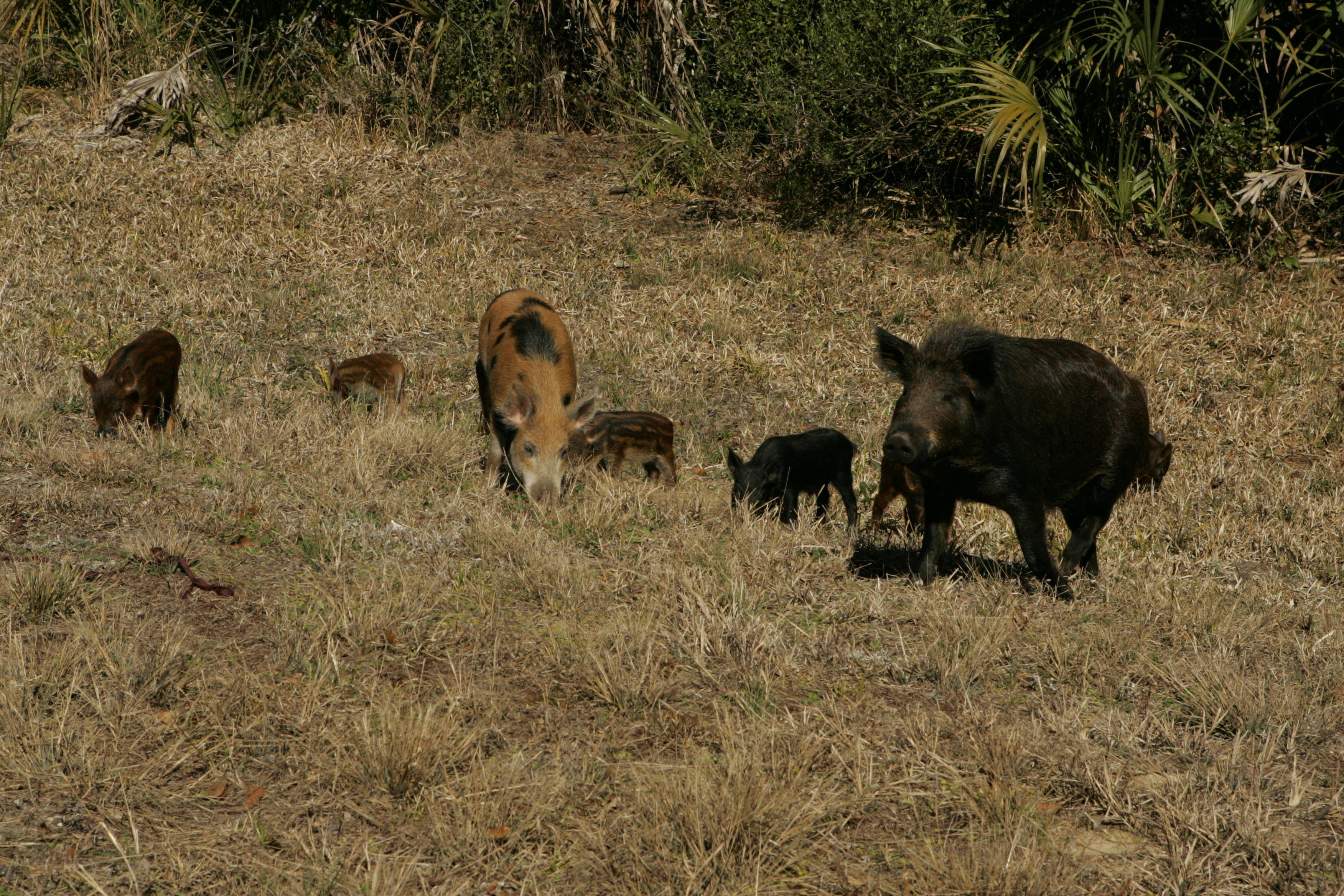 Dinkins Feral Hog Control Bill